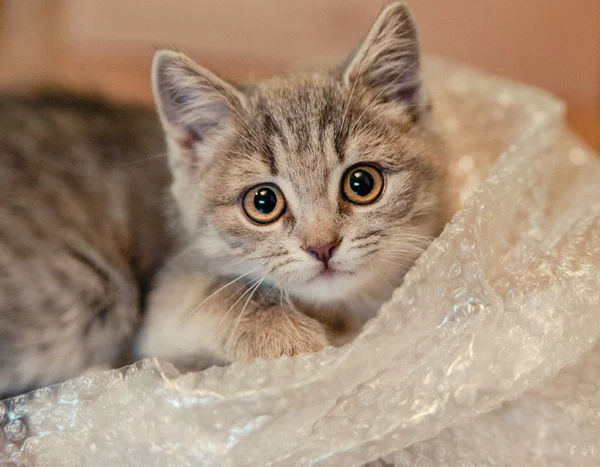 Little  kitten is playing with packing with bubbles — Stock Photo, Image