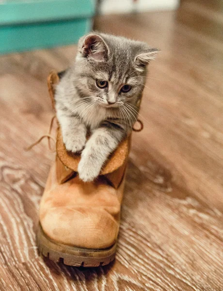 Gatito gris sentado en un zapato — Foto de Stock
