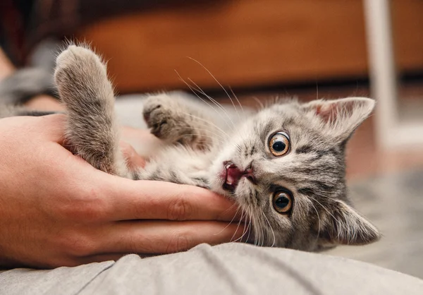 Een beetje speels kitten ligt op de handen — Stockfoto