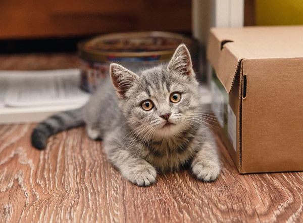 Playful little kitten sitting next to the box — Stock Photo, Image