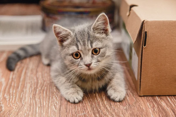 Speelse kleine kitten zitten naast het bruin vak — Stockfoto