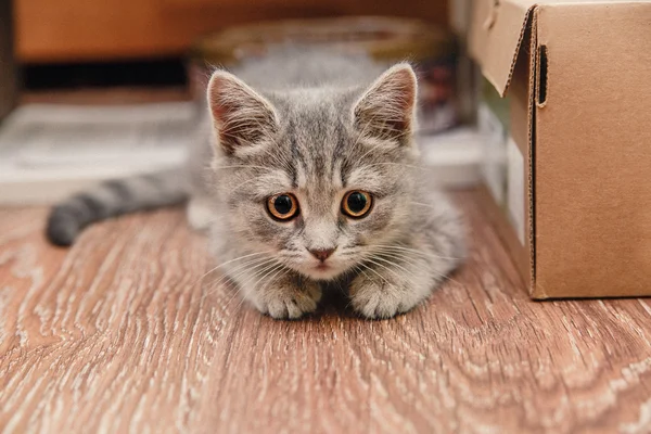 茶色のボックスの横に座っている小さなかわいい子猫 — ストック写真