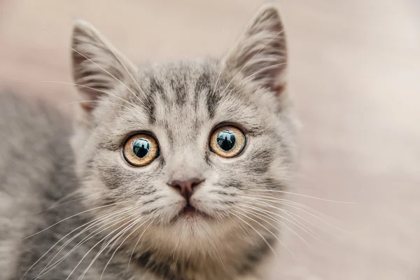 Portret van een mooie kleine kitten met een ontroerende look — Stockfoto
