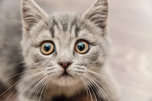 Portrait of a cute little kitten with a touching look — Stock Photo, Image