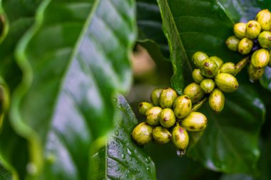 Kahve çekirdeği olgunlaştırma, taze kahve, kırmızı böğürtlen dalı, Vietnam 'ın Orta İskoçya' sındaki ağaçta tarım. Vietnam kahvesi. Seçici odaklanma. Doğa ve içecek konsepti.