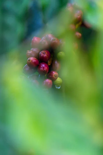 咖啡豆成熟 新鲜咖啡 红莓枝 越南中部高地的工业农业 越南咖啡 有选择的重点 自然与饮水概念 — 图库照片
