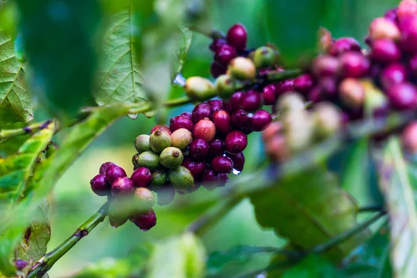 咖啡豆成熟 新鲜咖啡 红莓枝 越南中部高地的工业农业 越南咖啡 有选择的重点 自然与饮水概念 — 图库照片