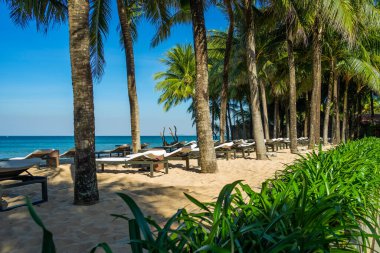Palm Beach 'te sandalyeler ve şemsiye. Tropik bayram afişi. Beyaz kum ve kakao palmiyeleri geniş panorama arka planında seyahat eder ve ağacın altında sallanır. Phu Quoc adasındaki plaj, Vietnam, Asya.