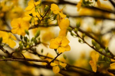 Hoa Mai ağacı (Ochna Integerrima) çiçeği, Vietnam 'da geleneksel ay yeni yılı (Tet bayramı). Ormanın yanındaki gökyüzünü gösteren iki lale zaferi simgeliyor. Seçici odak.