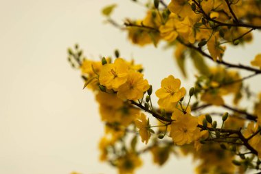 Hoa Mai ağacı (Ochna Integerrima) çiçeği, Vietnam 'da geleneksel ay yeni yılı (Tet bayramı). Ormanın yanındaki gökyüzünü gösteren iki lale zaferi simgeliyor. Seçici odak.