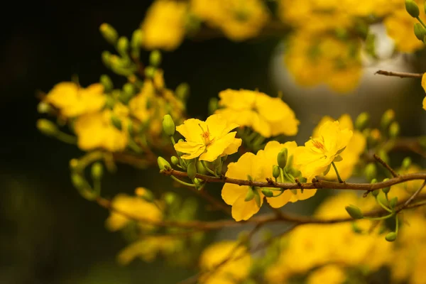 Hoa Mai Baum Ochna Integerrima Blume Traditionelles Mondneujahr Tet Feiertag — Stockfoto