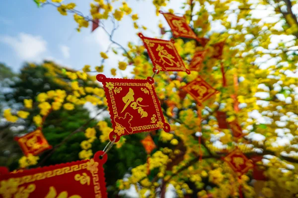 Ochna Integerrima Hoa Mai Arbre Avec Argent Chanceux Culture Traditionnelle — Photo