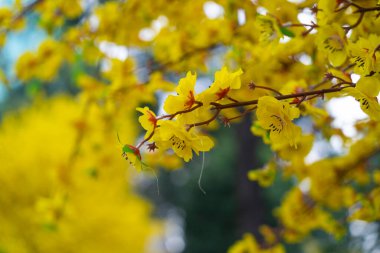 Vietnam 'da Tet bayramında dekoratif sarı kayısı çiçekleri. Geçmiş ve festival konsepti. Seçici odak.