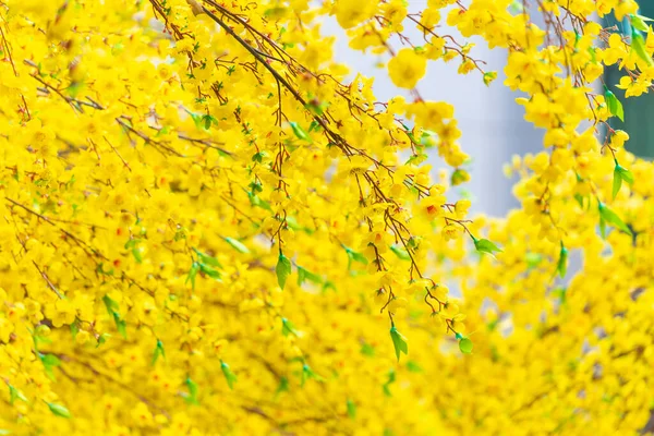 Flores Decorativas Plástico Albaricoque Amarillo Vacaciones Tet Vietnam Concepto Fondo — Foto de Stock