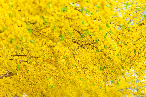 Декоративні Пластикові Жовті Квітки Абрикосів Тетському Святі Єтнамі Тло Фестиваль — стокове фото