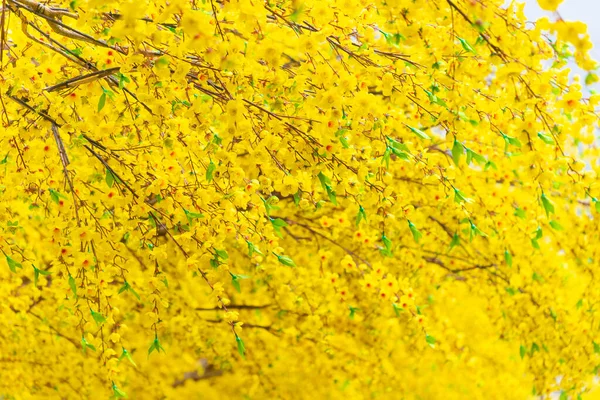 Flores Decorativas Plástico Albaricoque Amarillo Vacaciones Tet Vietnam Concepto Fondo — Foto de Stock