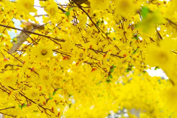 Decorative Plastic Yellow Apricot Flowers Tet Holiday Vietnam Background Festival — Stock Photo, Image