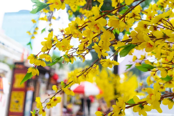 Decorativi Fiori Albicocca Giallo Plastica Vacanza Tet Vietnam Concetto Sfondo — Foto Stock