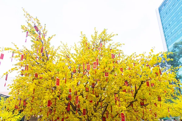 Ochna Integerrima Hoa Mai Baum Mit Glücksgeld Traditionelle Kultur Tet — Stockfoto