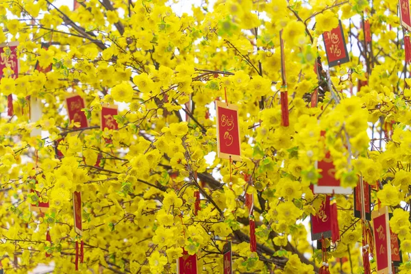 Ochna Integerrima Hoa Mai Baum Mit Glücksgeld Traditionelle Kultur Tet — Stockfoto