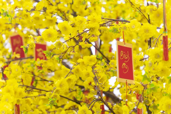 Ochna Integerrima Hoa Mai Baum Mit Glücksgeld Traditionelle Kultur Tet — Stockfoto
