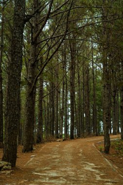 Vietnam 'ın Gia Lai eyaletindeki çam ormanlarına giden çimento yolu. Doğa ve seyahat kavramı.
