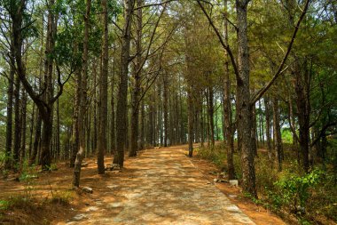 Vietnam 'ın Gia Lai eyaletindeki çam ormanlarına giden çimento yolu. Doğa ve seyahat kavramı.