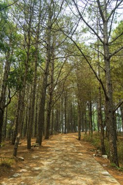 Vietnam 'ın Gia Lai eyaletindeki çam ormanlarına giden çimento yolu. Doğa ve seyahat kavramı.