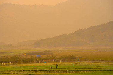 Gia Lai, Vietnam 'da, gün batımında gökyüzü altında, dağlarla kaplı yeşil pirinç tarlası.