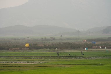 Gia Lai, Vietnam 'da, mavi gökyüzünün altında dağları olan yeşil pirinç tarlası.
