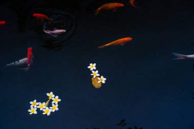 Altın sazanlar ve koi balıkları gölette. Porselen çiçekler gölün yüzeyine düşer. Seçici odak.