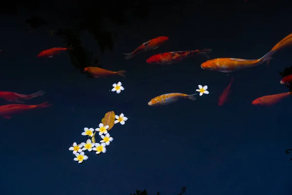 Golden Carps Koi Fishes Pond Porcelain Flowers Fall Surface Lake — Stock Photo, Image