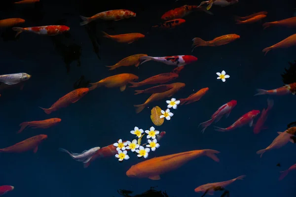 Gouden Karpers Koi Vissen Vijver Porseleinen Bloemen Vallen Het Oppervlak — Stockfoto
