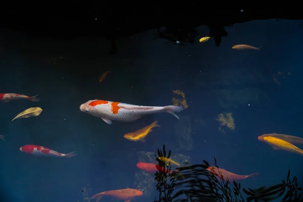 Goldkarpfen Und Koi Fische Teich Porzellanblumen Fallen Auf Die Oberfläche — Stockfoto