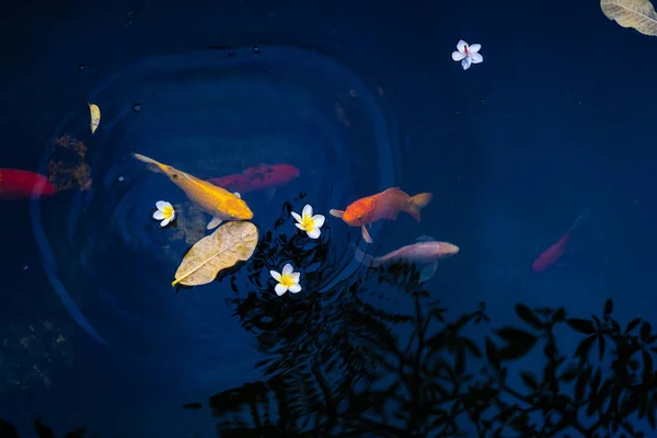 Goldkarpfen Und Koi Fische Teich Porzellanblumen Fallen Auf Die Oberfläche — Stockfoto