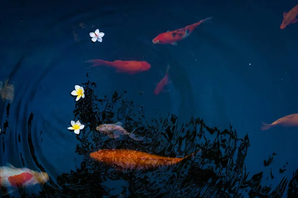 Золотые Карпы Кои Рыбки Пруду Фарфоровые Цветы Падают Поверхность Озера — стоковое фото