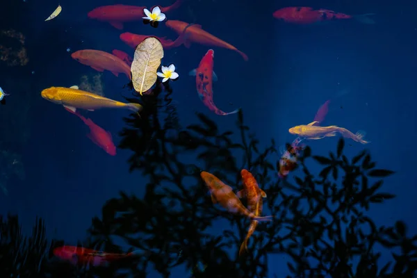 池には鯉や鯉がいます 磁器の花は湖の表面に落ちる 選択的焦点 — ストック写真