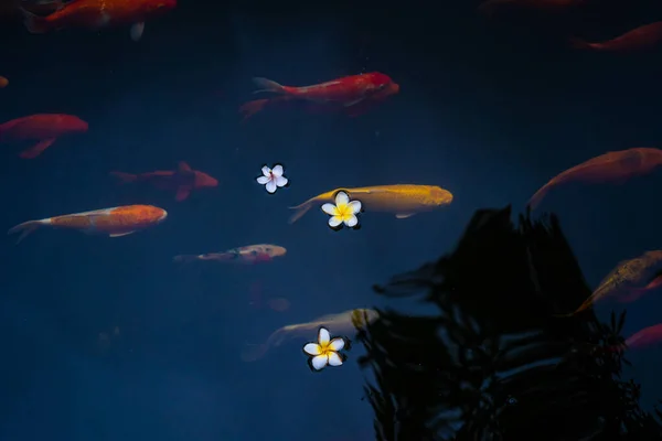 잉어와 코이는 연못에서 낚시를 이호수 표면에 떨어진다 선택적 — 스톡 사진
