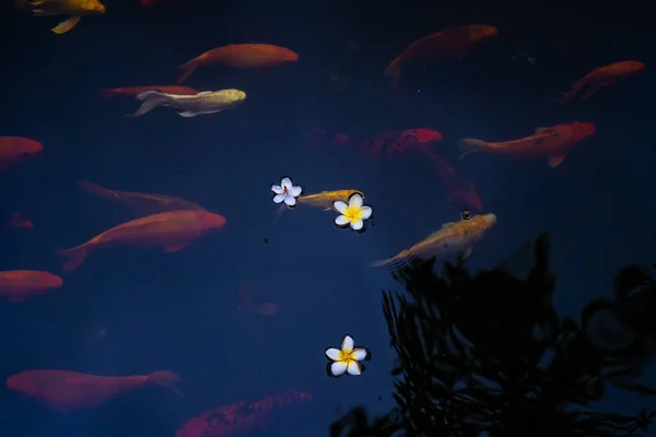 池には鯉や鯉がいます 磁器の花は湖の表面に落ちる 選択的焦点 — ストック写真