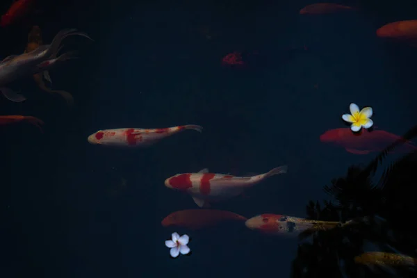 Carpas Douradas Peixes Koi Lagoa Flores Porcelana Caem Superfície Lago — Fotografia de Stock