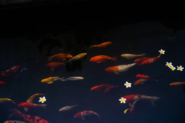 池には鯉や鯉がいます 磁器の花は湖の表面に落ちる 選択的焦点 — ストック写真
