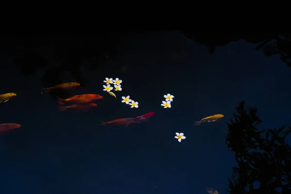 Carpe Dorate Pesci Koi Nello Stagno Fiori Porcellana Cadono Sulla — Foto Stock