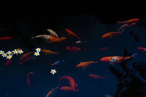 Zlatí Kapři Koi Ryby Jezírku Porcelánové Květy Padají Hladinu Jezera — Stock fotografie
