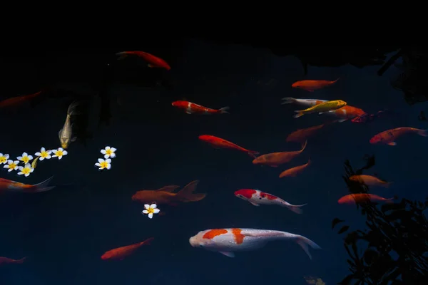 Золотые Карпы Кои Рыбки Пруду Фарфоровые Цветы Падают Поверхность Озера — стоковое фото