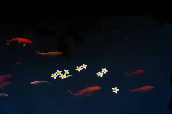 Złote Karpie Ryby Koi Stawie Porcelanowe Kwiaty Spadają Powierzchnię Jeziora — Zdjęcie stockowe
