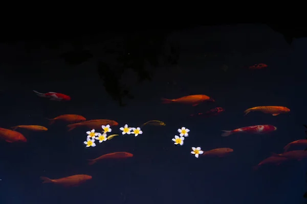 Altın Sazanlar Koi Balıkları Gölette Porselen Çiçekler Gölün Yüzeyine Düşer — Stok fotoğraf