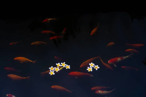 Złote Karpie Ryby Koi Stawie Porcelanowe Kwiaty Spadają Powierzchnię Jeziora — Zdjęcie stockowe