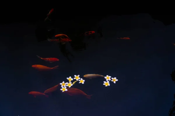 Χρυσούς Κυπρίνους Και Ψάρια Koi Στη Λίμνη Πορσελάνη Λουλούδια Πέφτουν — Φωτογραφία Αρχείου