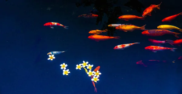 池には鯉や鯉がいます 磁器の花は湖の表面に落ちる 選択的焦点 — ストック写真