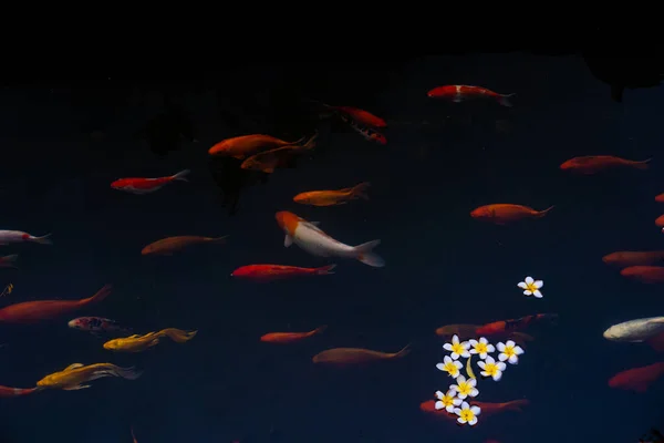 Goldkarpfen Und Koi Fische Teich Porzellanblumen Fallen Auf Die Oberfläche — Stockfoto